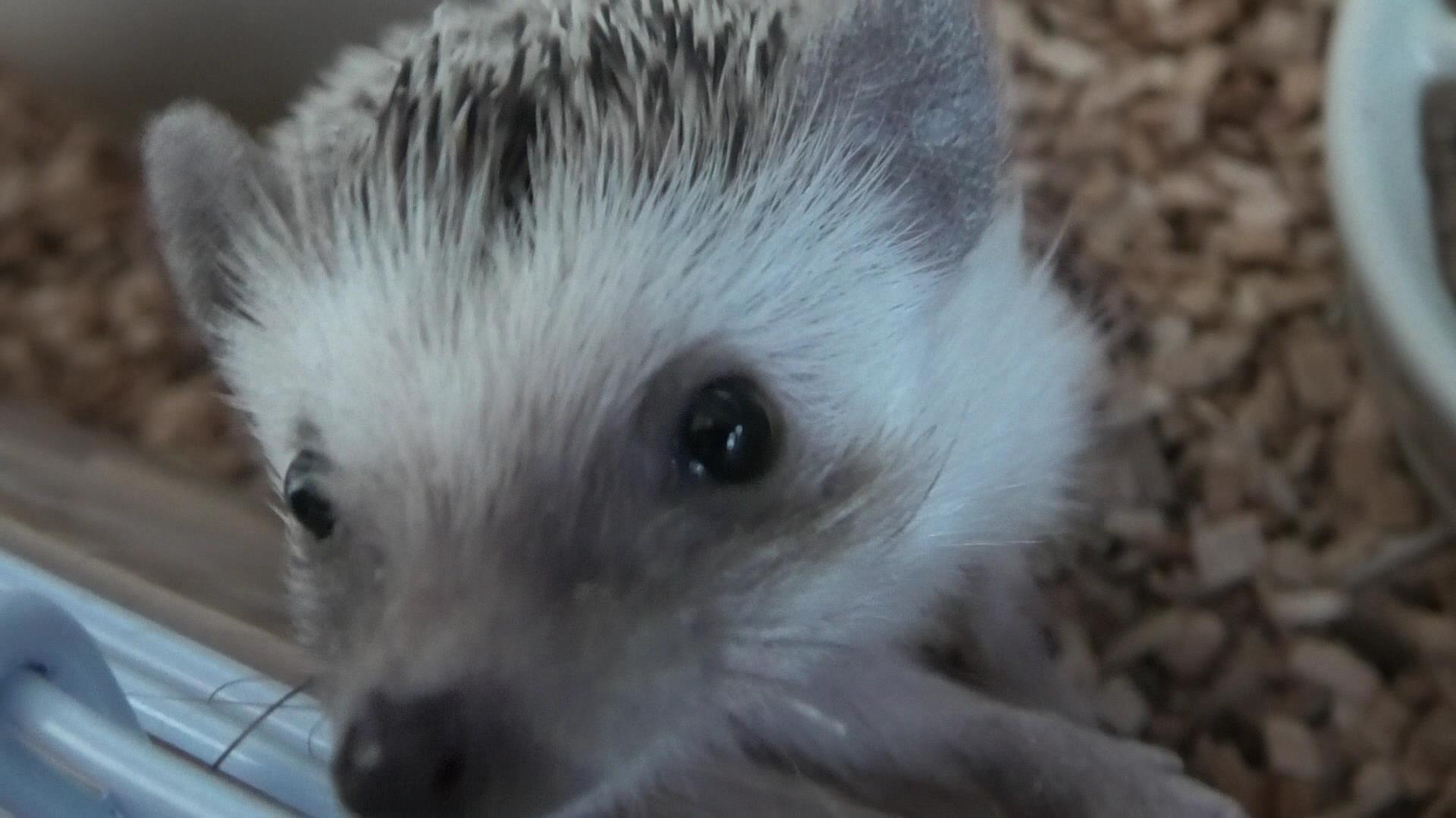 ハリネズミの名前どうやって決めた はーちゃん飼育日記